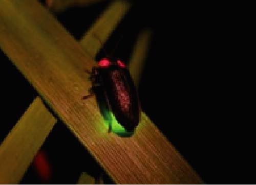 その他の体験メニュー