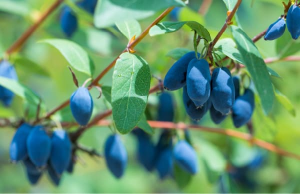 日本一の厚真町でハスカップ狩り